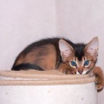 Лютик - котик дикого окраса