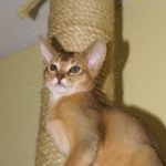 Марцепан - Котик дикого окраса