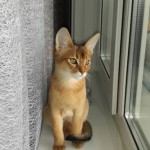Остап - абиссинский котик дикого окраса