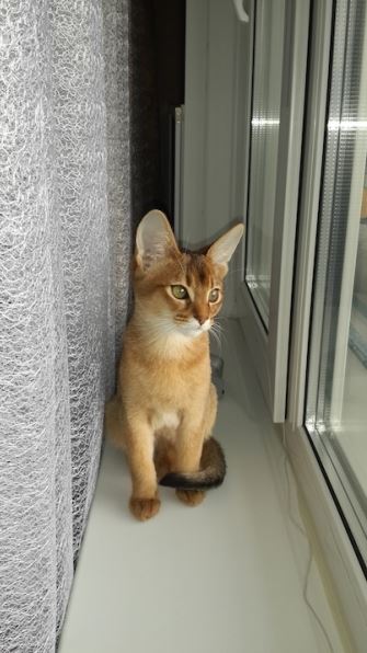 Остап - абиссинский котик дикого окраса