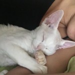 Каспер- котик белый голубоглазый котик фото1