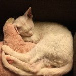 Каспер- котик белый голубоглазый котик фото2