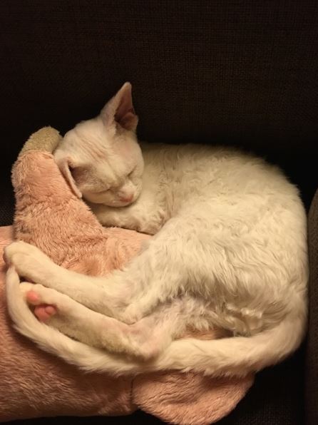 Каспер- котик белый голубоглазый котик фото2