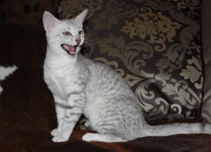 Котик египетская мау серебристого окраса 4