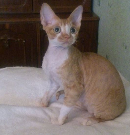 Шимшон - красный котик с белыми отметинами фото 1