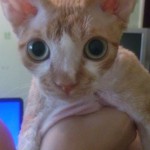 Шимшон - красный котик с белыми отметинами фото 2