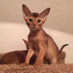 Абиссинский котик дикого окраса, с бездонными глазками и большими ушками