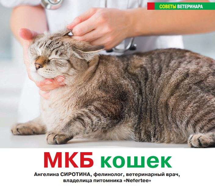 МКБ кошек - советы ветеринара