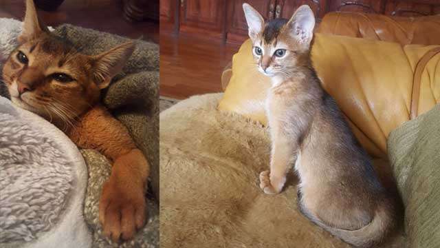 Макс - абиссинский котик дикого окраса