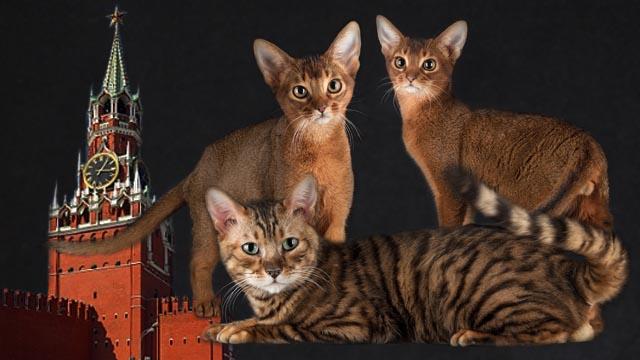 отзывы об абиссинцах, отзывы о питомнике кошек