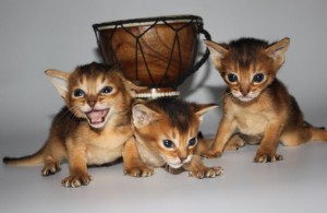 Абиссинские котята из предыдущих помётов