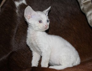 Белый котик с голубыми глазками