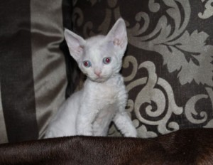 Белый котик с голубыми глазками