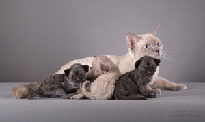 Маленькие котята девон-рекса доступные для резервирования