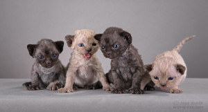 Маленькие котята девон-рекса доступные для резервирования