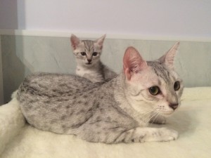 Котик и кошечка серебристого окраса