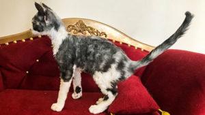 Available Devon Rex kitty