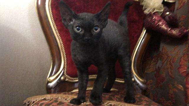 купить девон рекс котенка черного