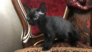 купить девон рекс котенка черного