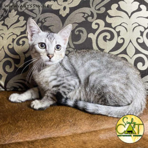 Египетская Мау - котик окраса серебро