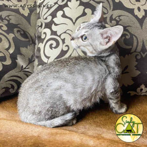 Египетская Мау - котик окраса серебро