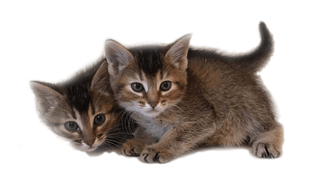 Гибридные котята и кошки