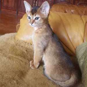 Макс — абиссинский котик дикого окраса, владелец Дмитрий и Елена, г Новосибирск