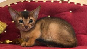 Продаётся абиссинский котенок дикого окраса