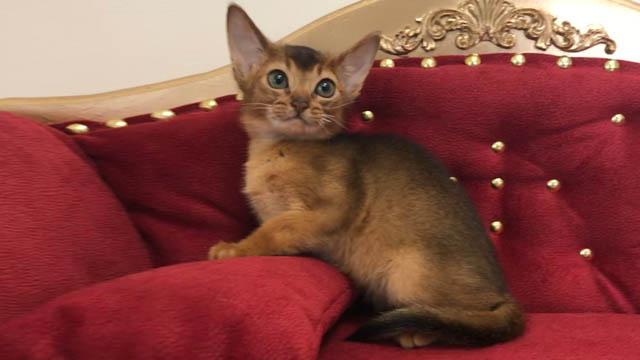 Продаётся абиссинский котенок дикого окраса
