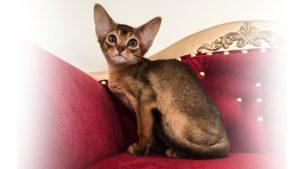 Купить абиссинскую кошечку можно в нашем питомнике абиссинских кошек