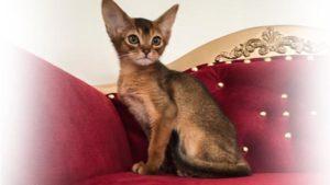 Купить абиссинскую кошечку можно в нашем питомнике абиссинских кошек