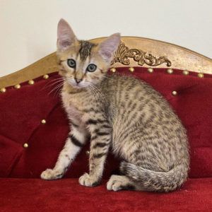 Котик Египетская мау, окрас: бронза