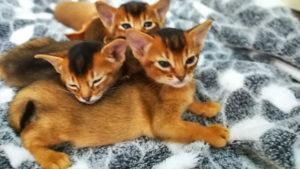 Абиссинские котята на продажу