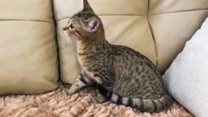 Доступны Египетская мау кошечка котик бронза