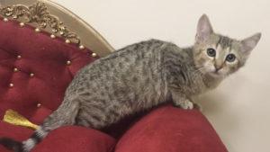 Egyptian Mau, cat, bronze color is available for sale