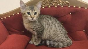 Egyptian Mau, cat, bronze color is available for sale