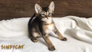 Available cat Chausie