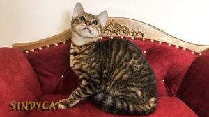 Тойгер - яркий, роскошный котик