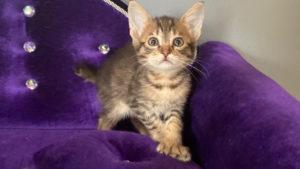 Available Chausie kitty