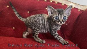 Девон Рекс девочка тигровая черепаха