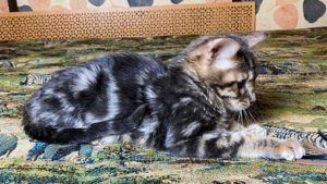 Кошка Чаузи F2, голубой мрамор