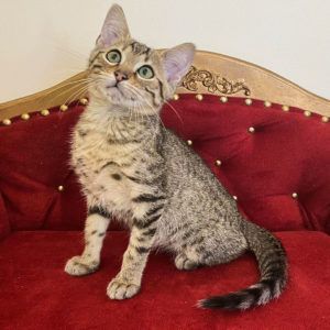 Египетская мау котик серебро