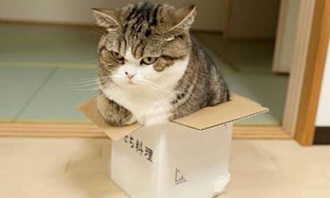 кошки любят коробки