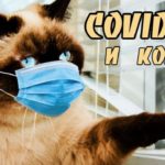 Короновирус у кошек — следует ли беспокоиться?