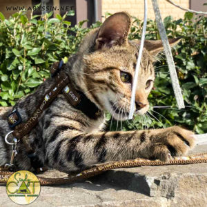Купить кошку саванна в питомнике кошек