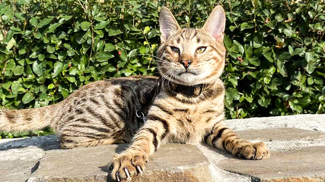 Купить кошка саванна - профессиональный питомник кошек