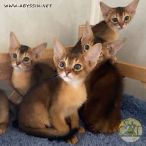 Абиссинские котята дикого окраса
