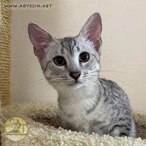 Кошка египетская мау серебро