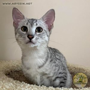 Кошка египетская мау серебро