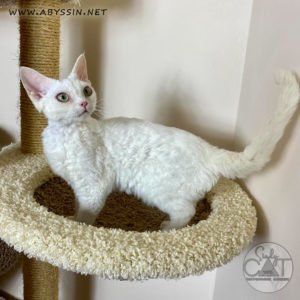 Девон-рекс, белая кошка с зелёными глазками